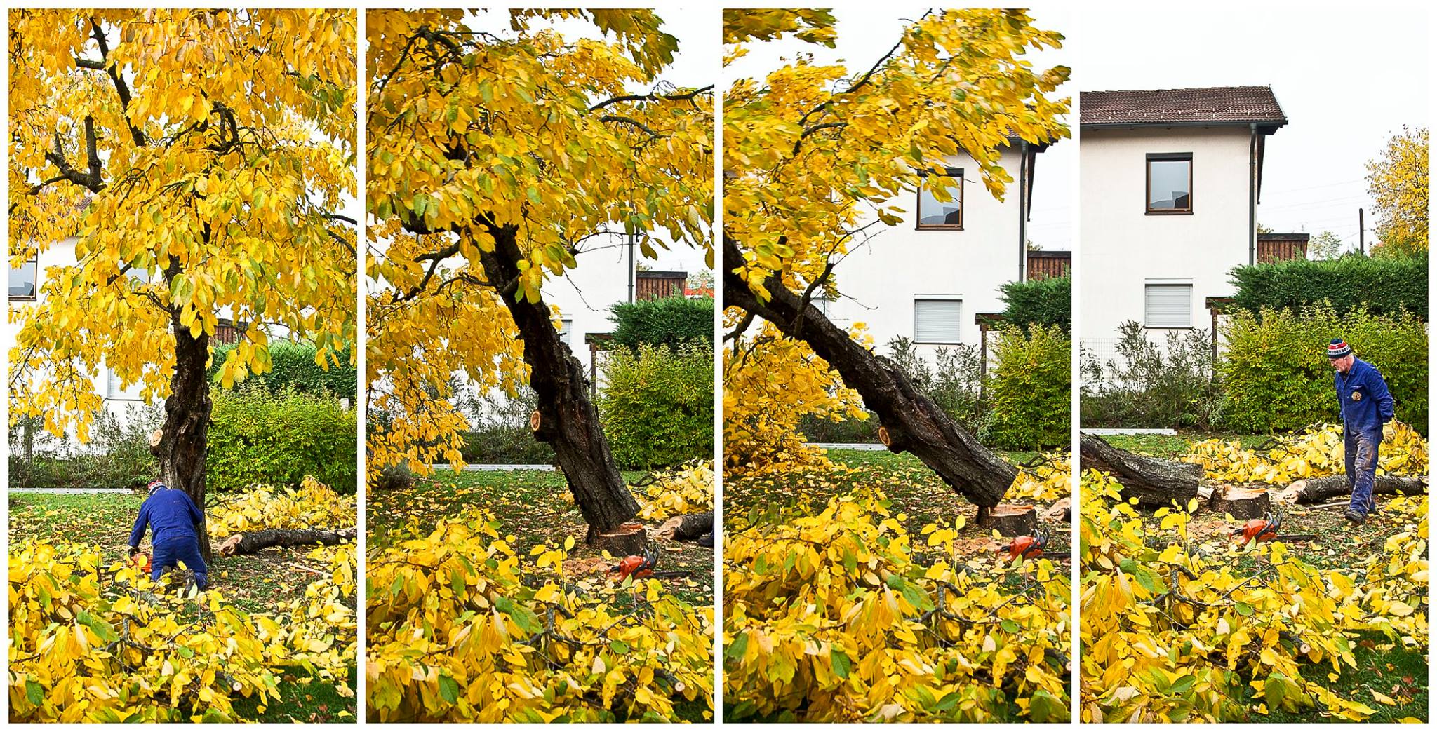 Collage Baum fällen.