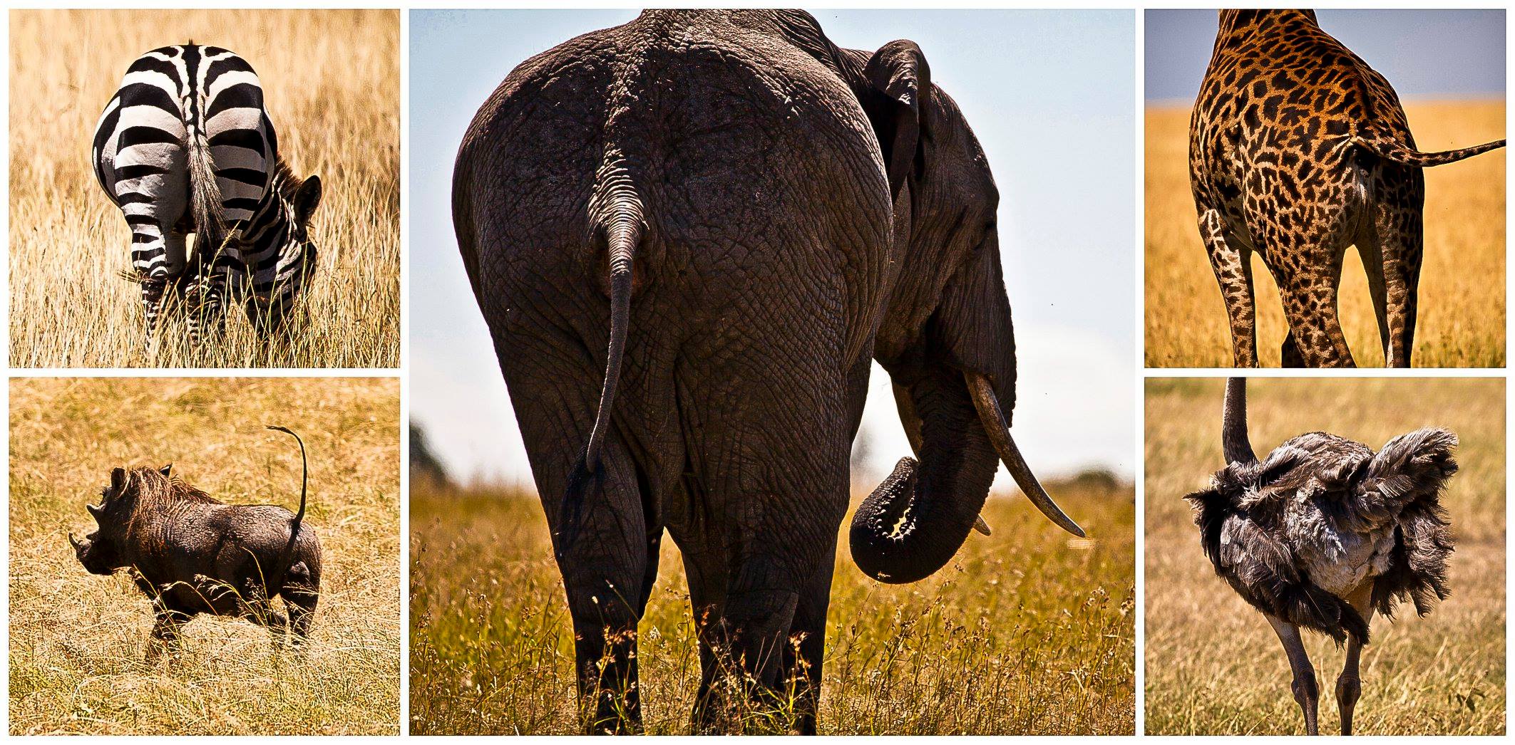 Collage Tiere von hinten, Afrika.