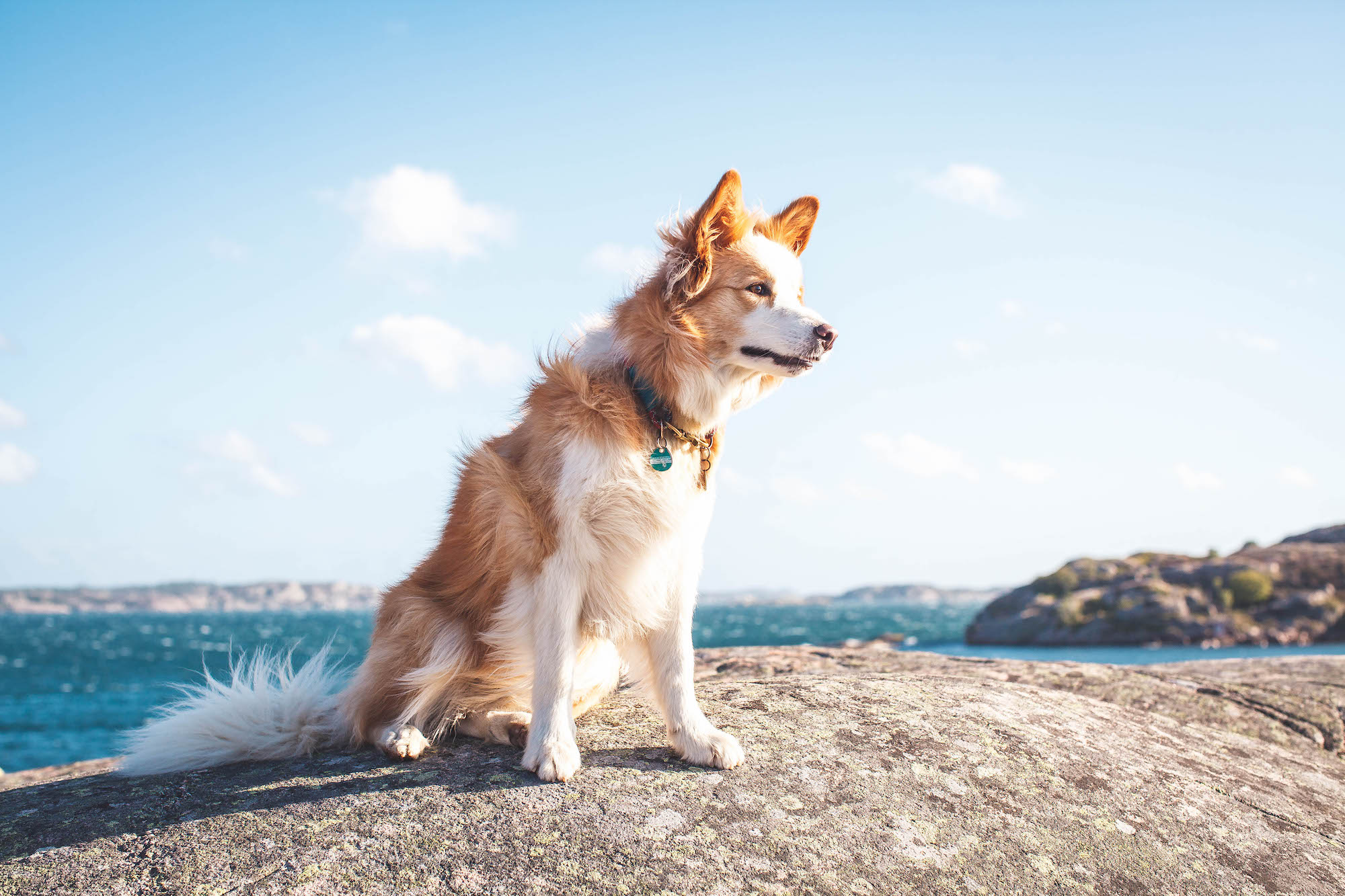 Bearbeitet: mit Hund in Schweden