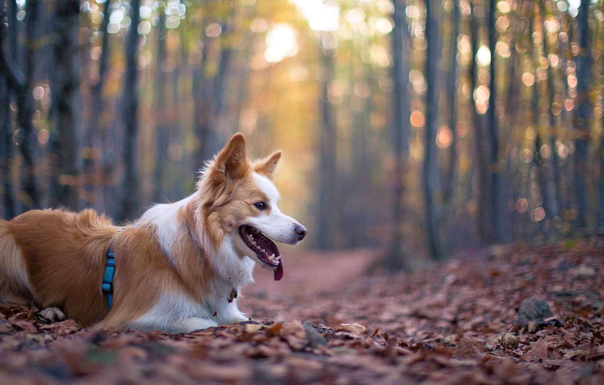 Herbstbild mit Hund. Blätter