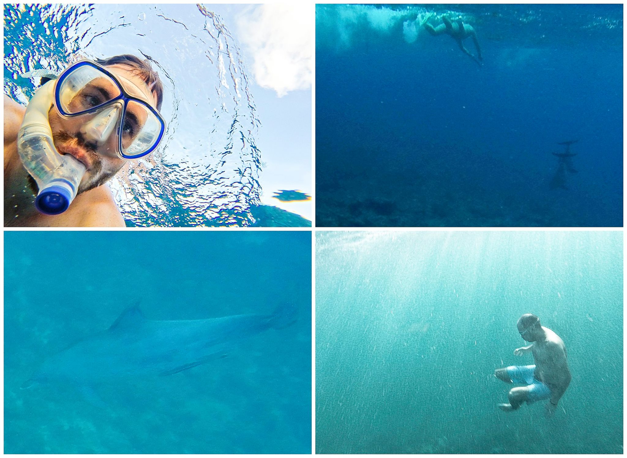 Collage Unterwasser-Aufnahmen, Delfine, Sansibar, Schnorcheln